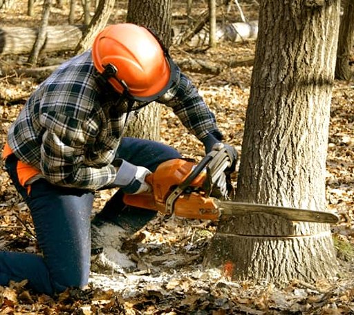 Tree Removal in Pompeii, MI